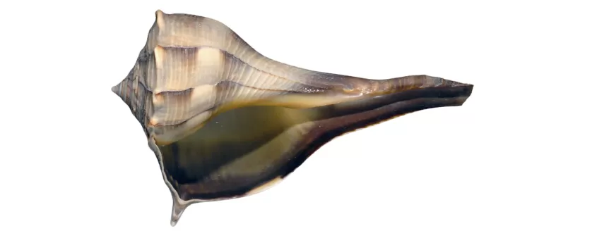 Lightning Whelk