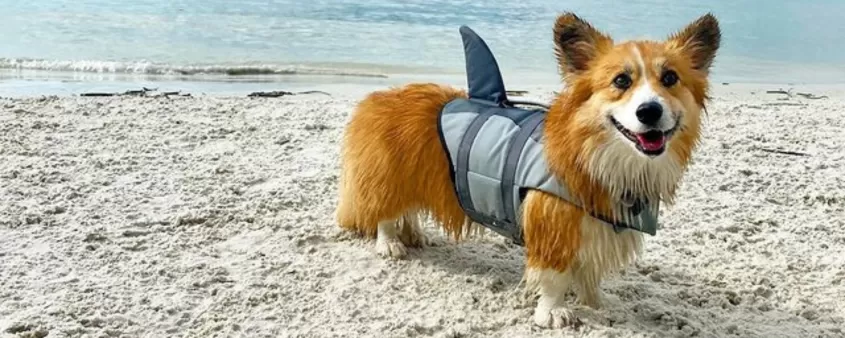 Dogs love the dog park!