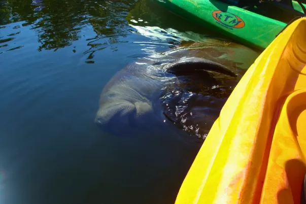 manatee in water