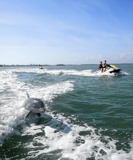 A dolphin and a small boat in the middle of a body of water